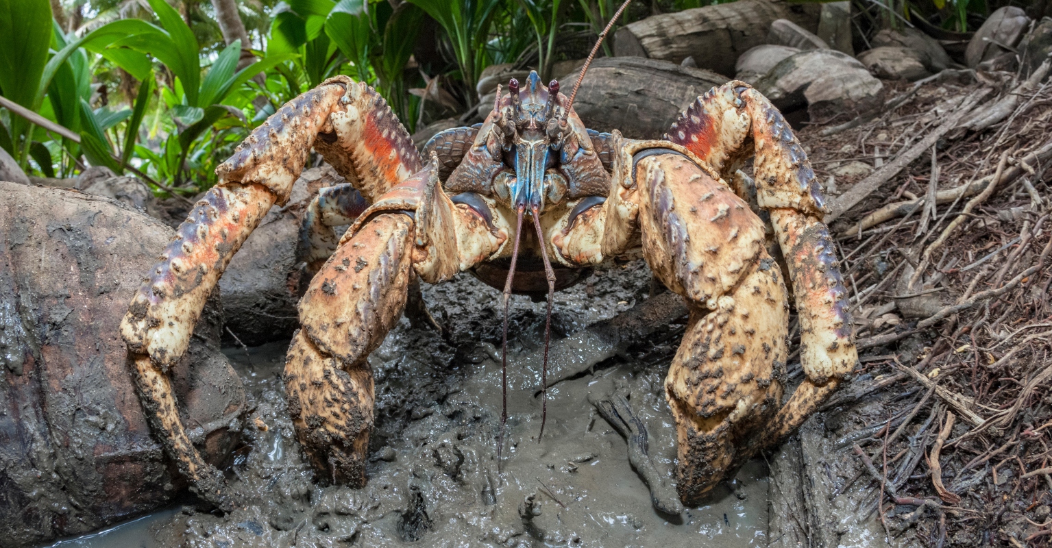 Golfers stunned to find giant crab on bag - before it snaps a club in half