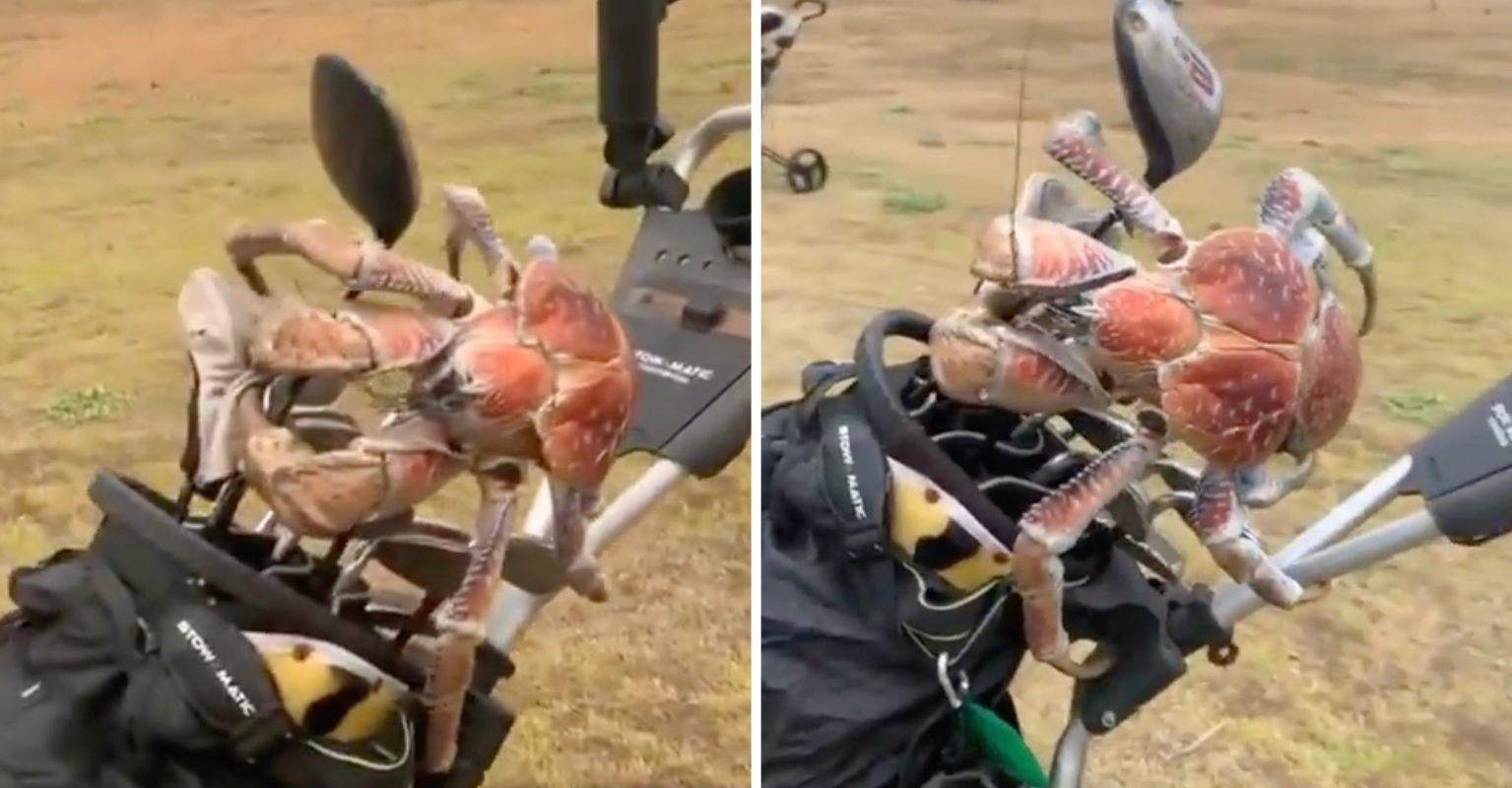 Golfers Stunned To Find Giant Crab On Bag Before It Snaps Club In
