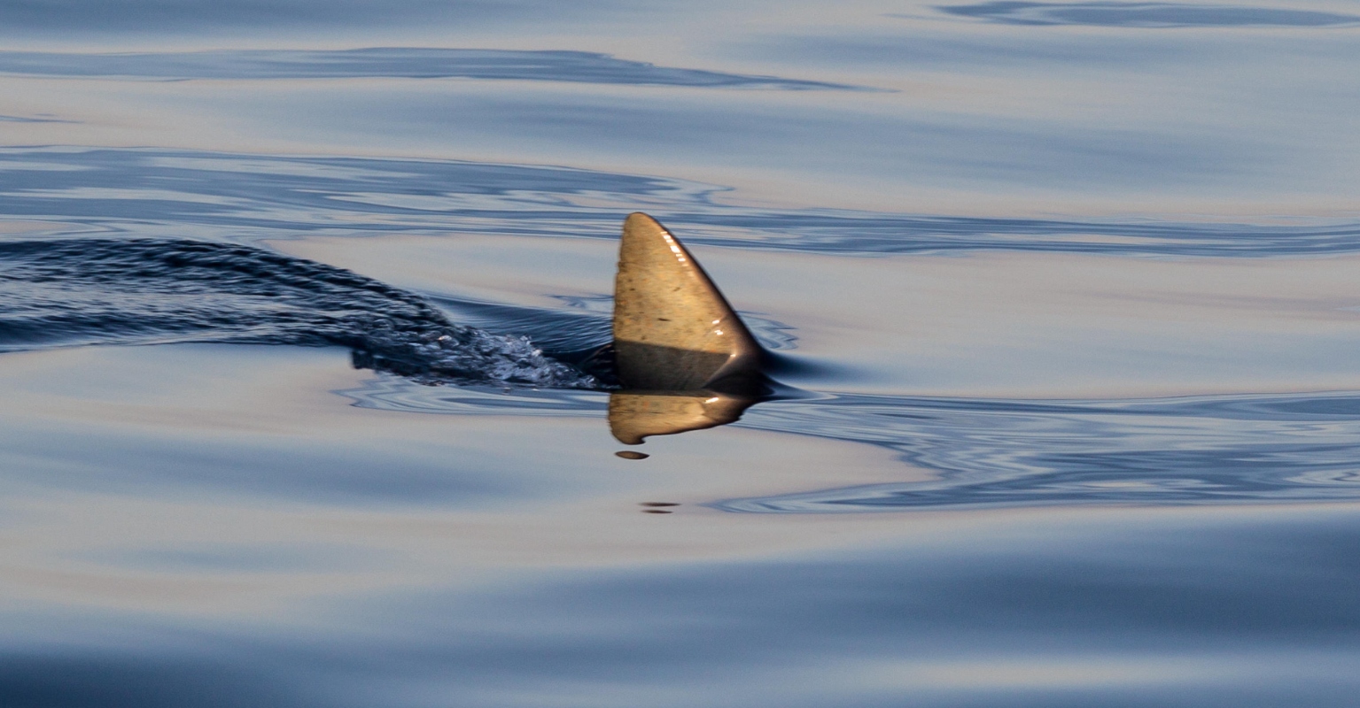 Photographer captures giant great white shark with massive bite mark on its side