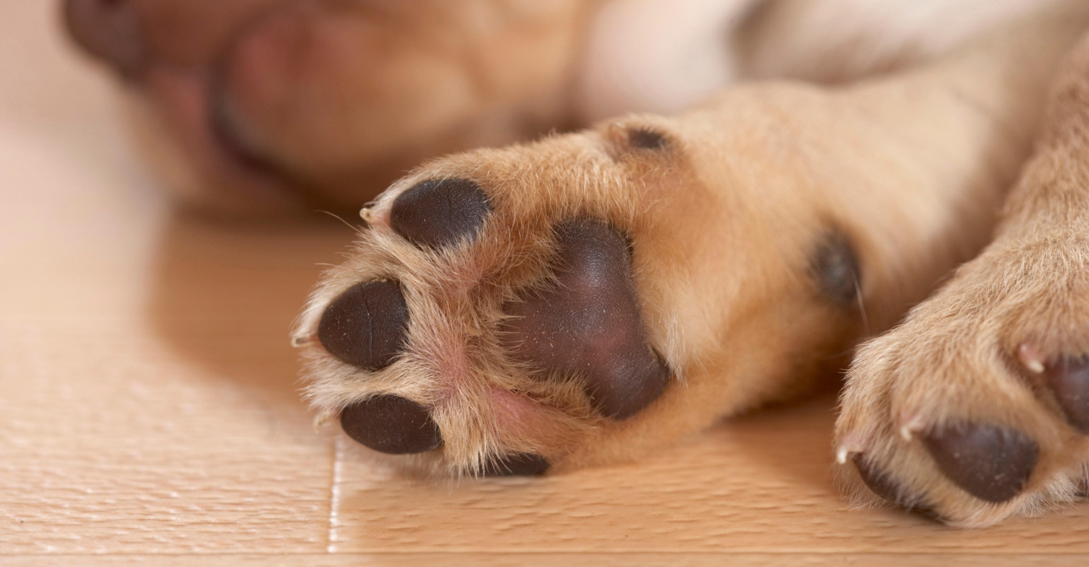 Tennessee couple wakes up to find random dog in bed with them