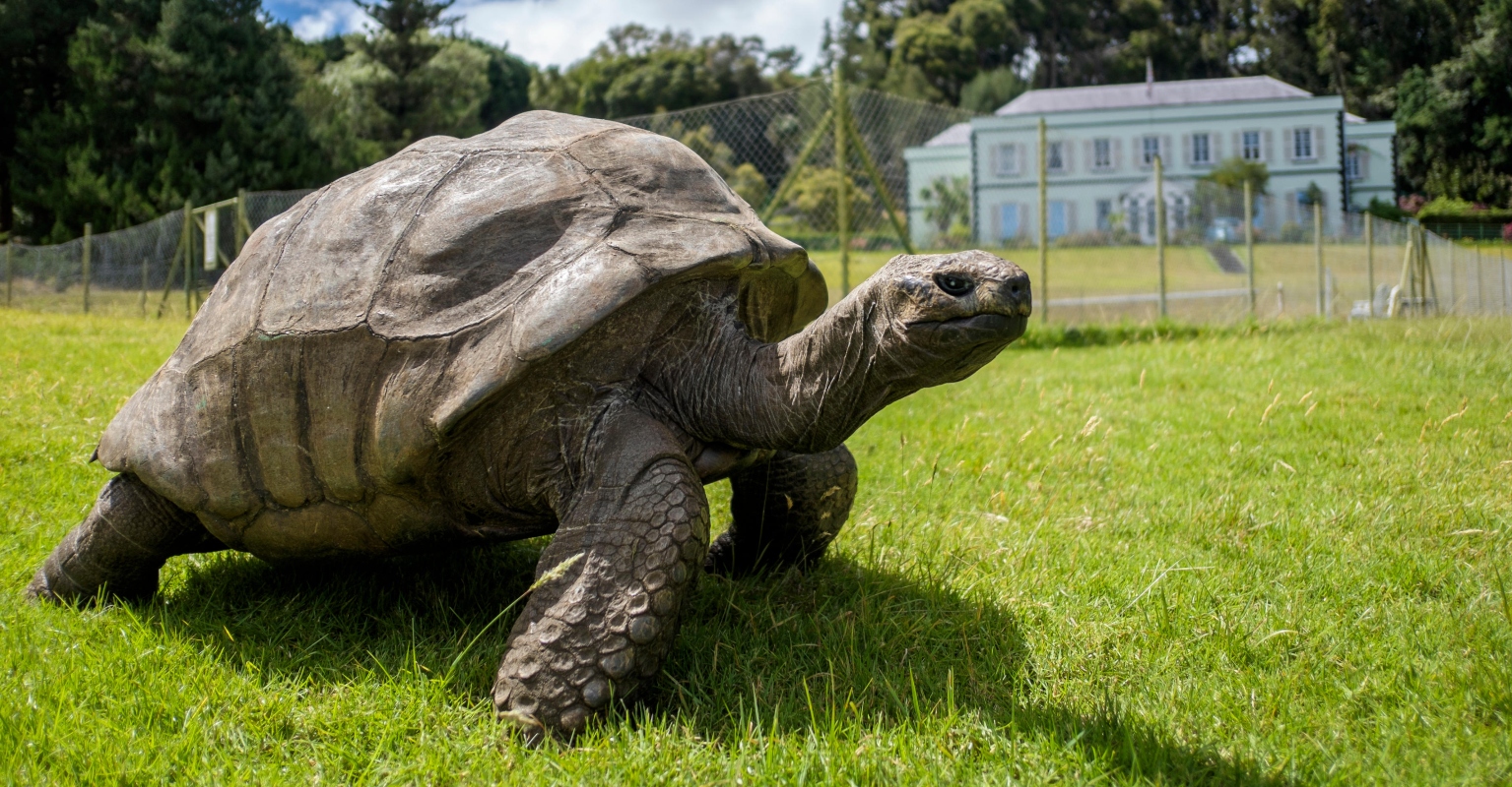 Meet Jonathan the tortoise, the oldest living land animal on Earth at 190 years old