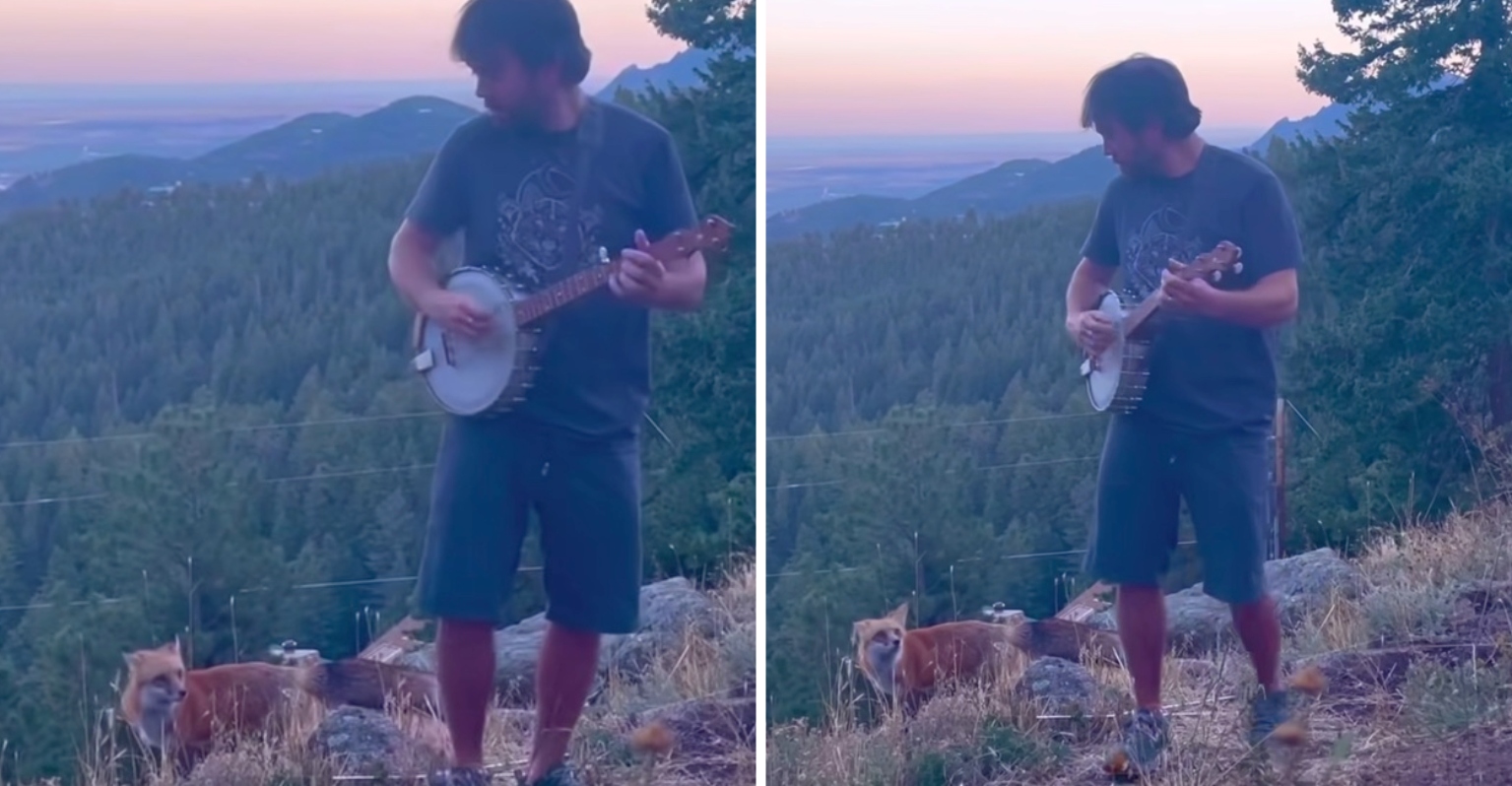 Man Serenades Wild Fox By Playing The Banjo In His Backyard As Animal