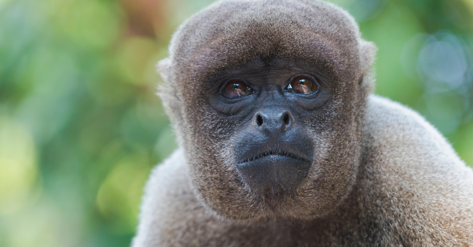 Ecuador becomes first country in the world to give legal rights to wild animals