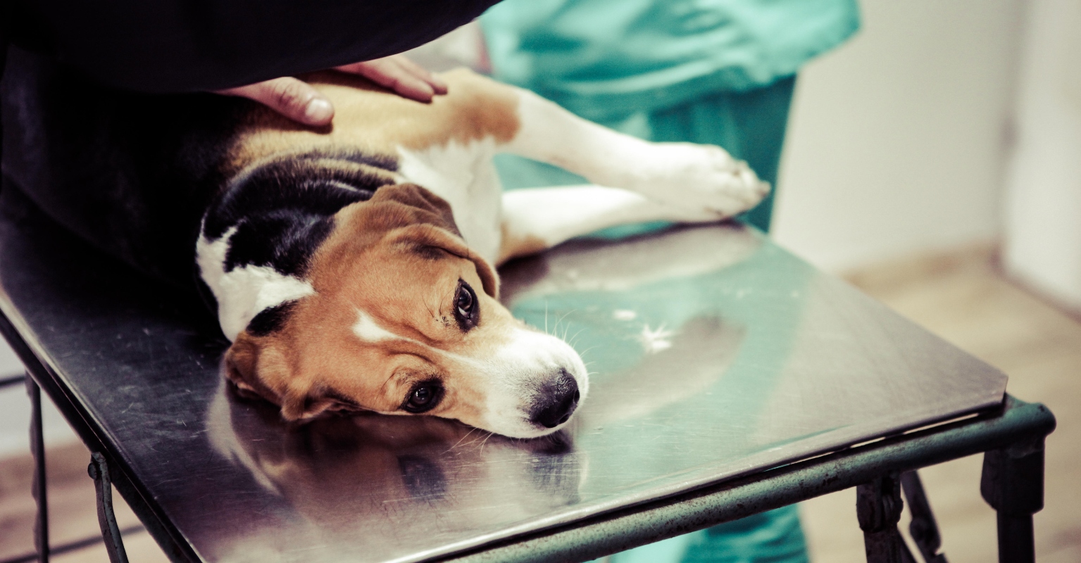 Vet calls on all owners to be with their dogs when they're being put down