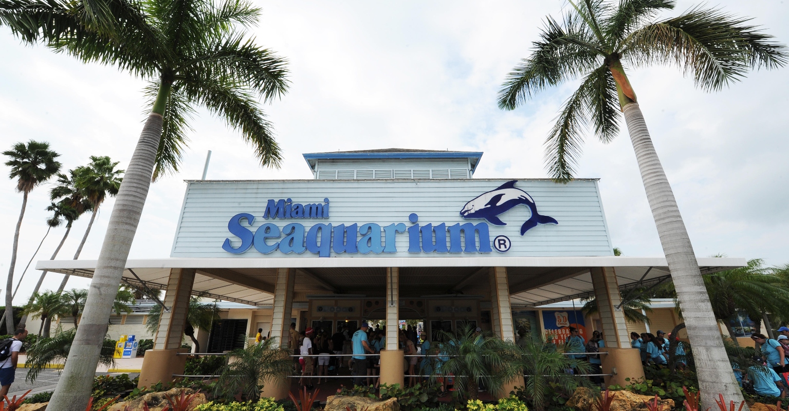 Dolphin 'breaks away from routine' and attacks trainer at Miami Seaquarium show