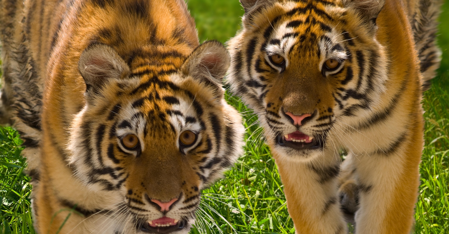 Kharkiv Zoo says it is preparing to euthanize its tigers, lions, and bears