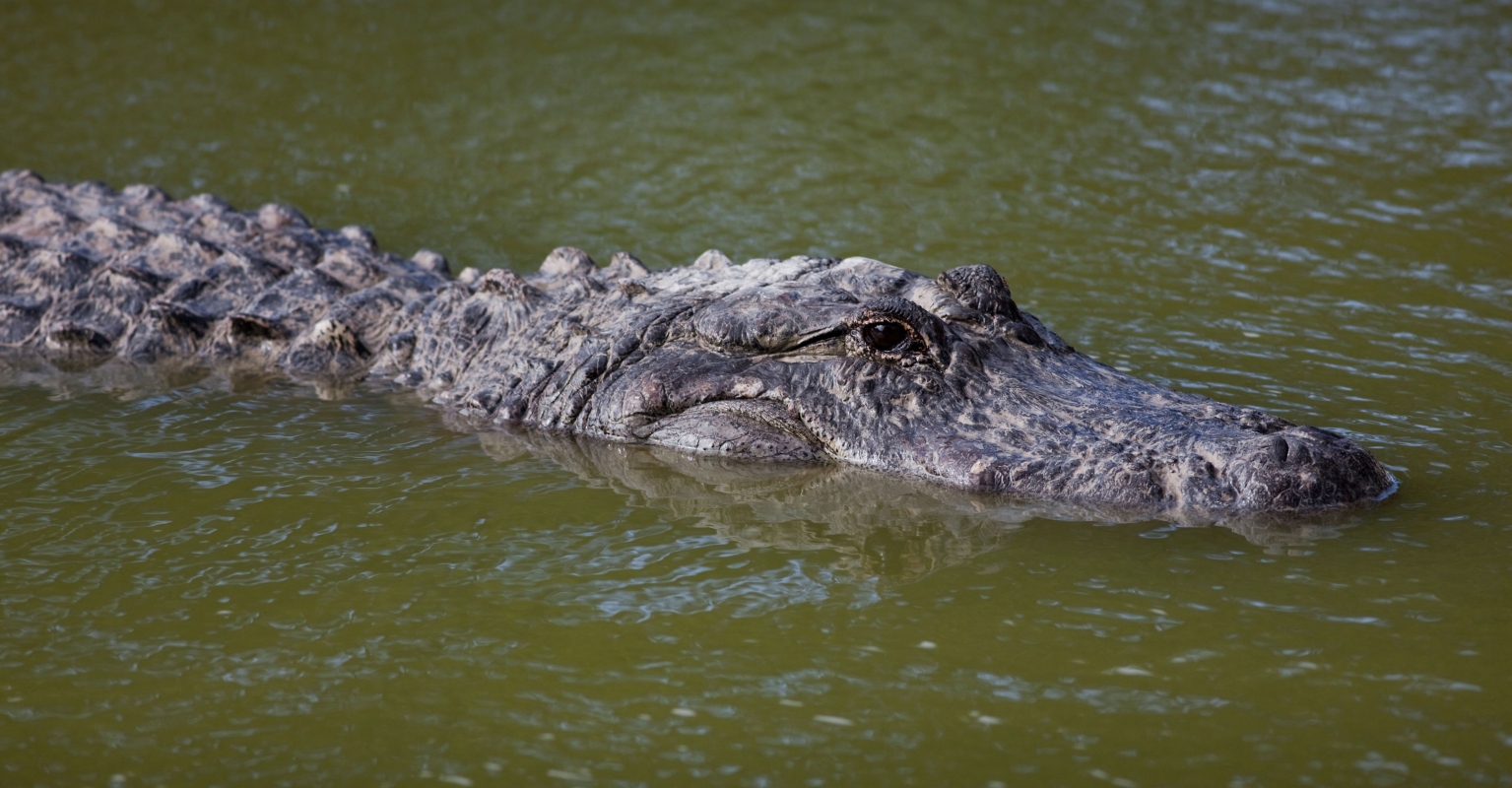 Drone captures moment Florida man is attacked by 'huge' alligator