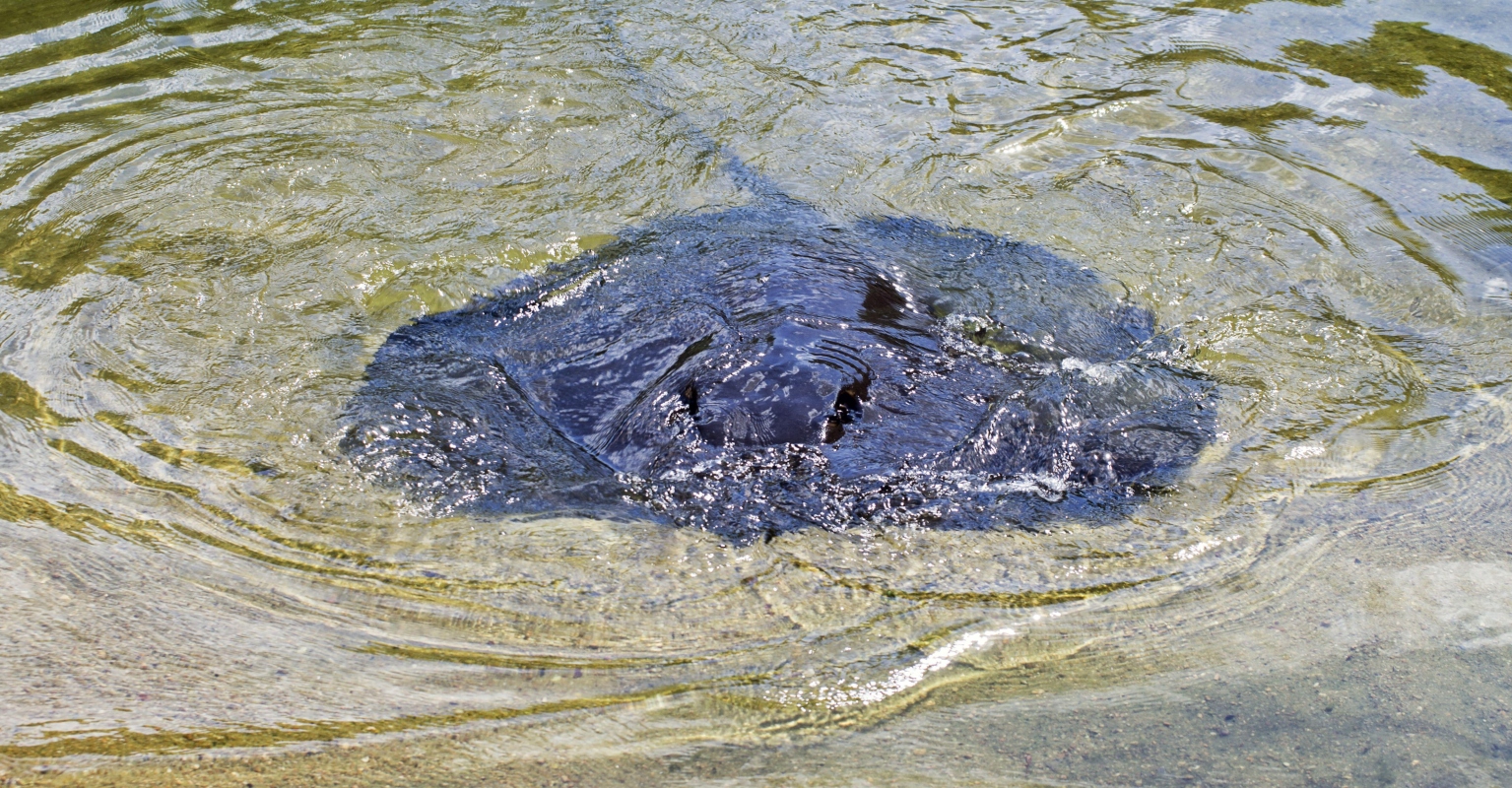 661-pound stingray believed to be the largest freshwater fish ever caught
