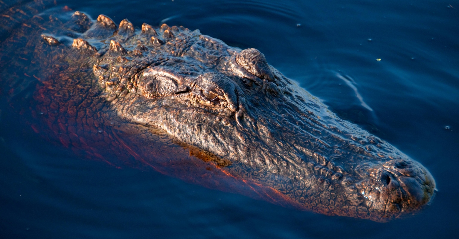 Florida woman killed by alligators after falling into country club pond