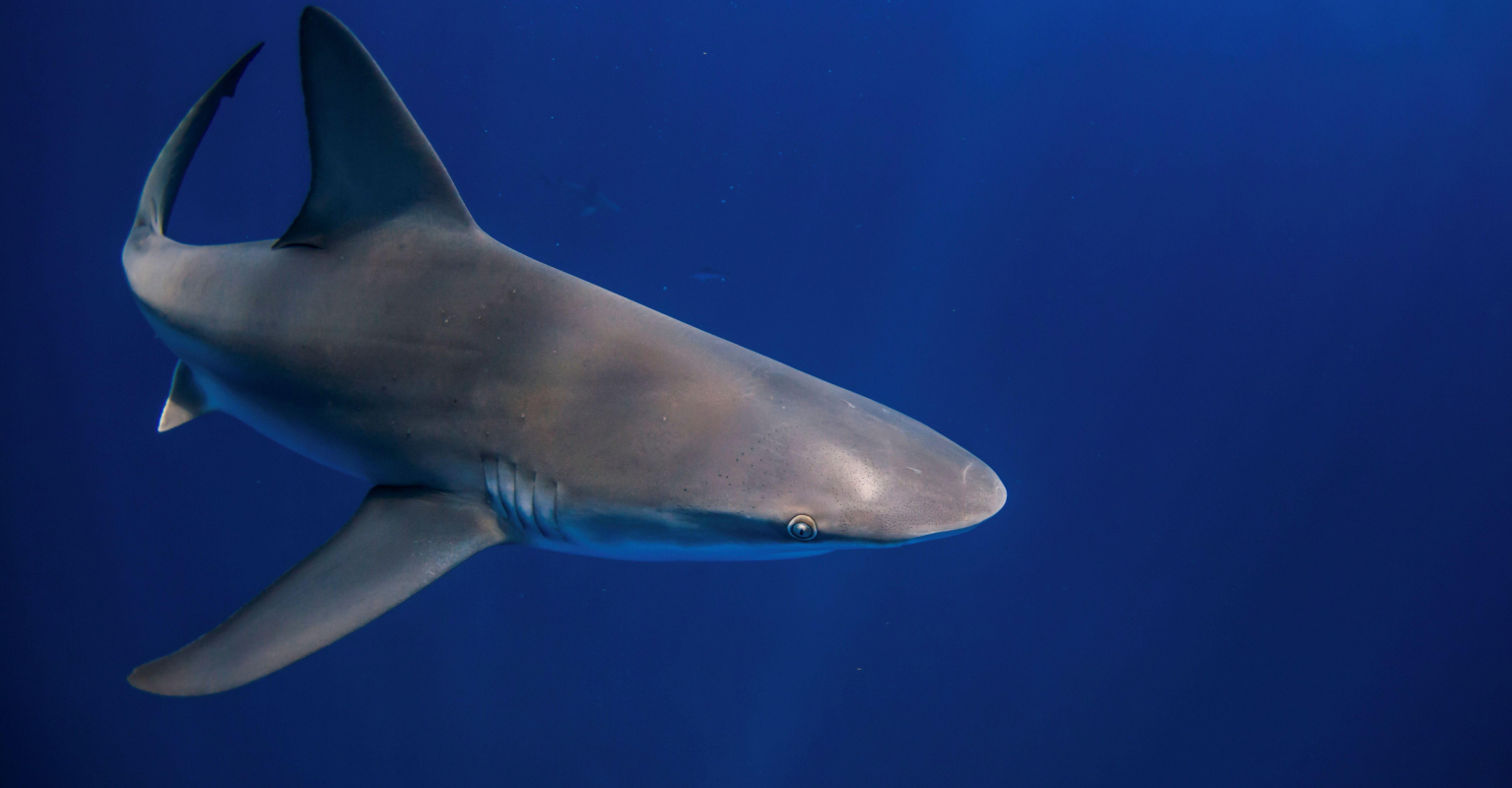 Teen girl's brother saved her from terrifying shark attack
