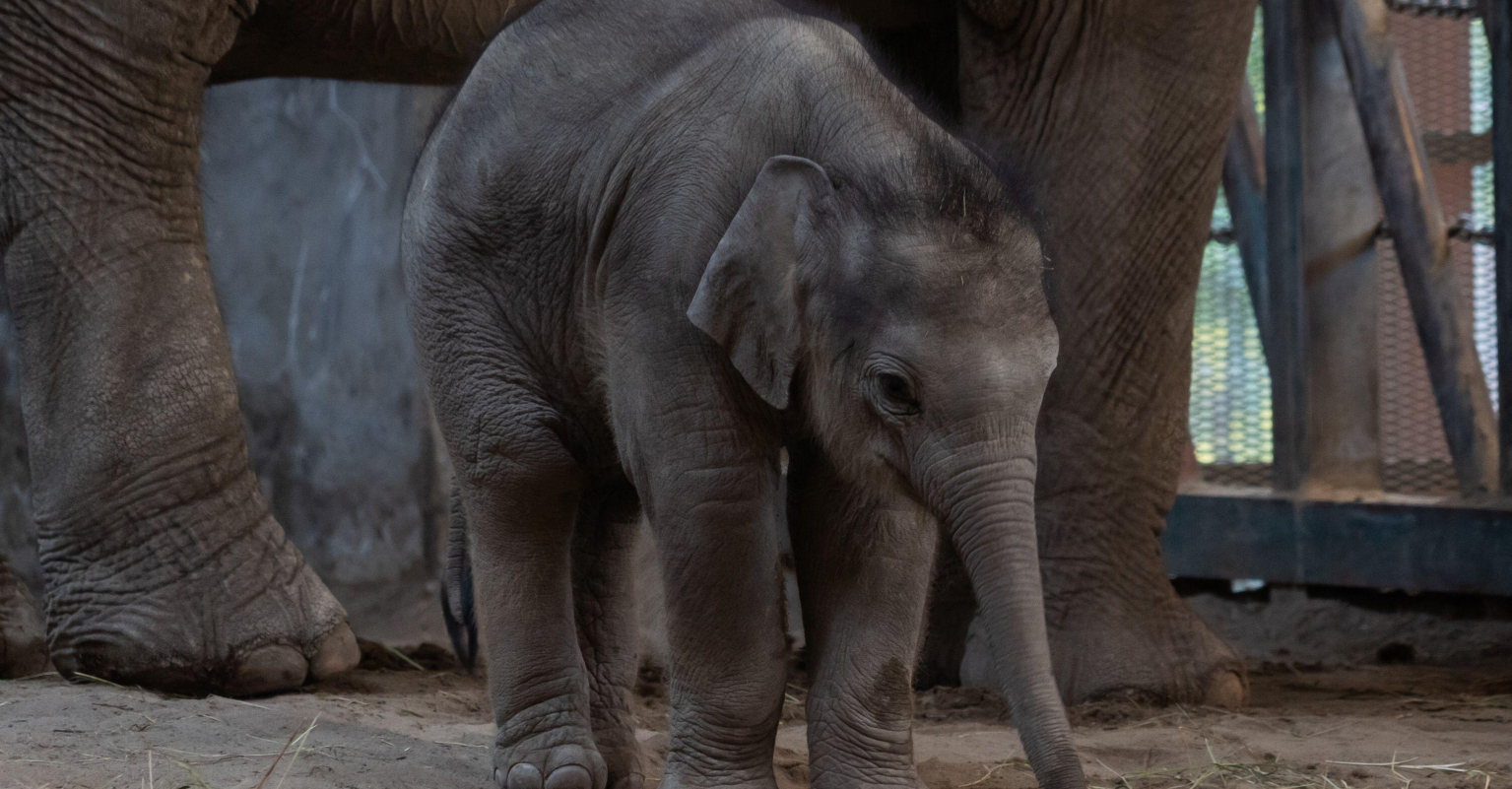 Baby elephant shocks onlookers as it appears to 'hump' woman