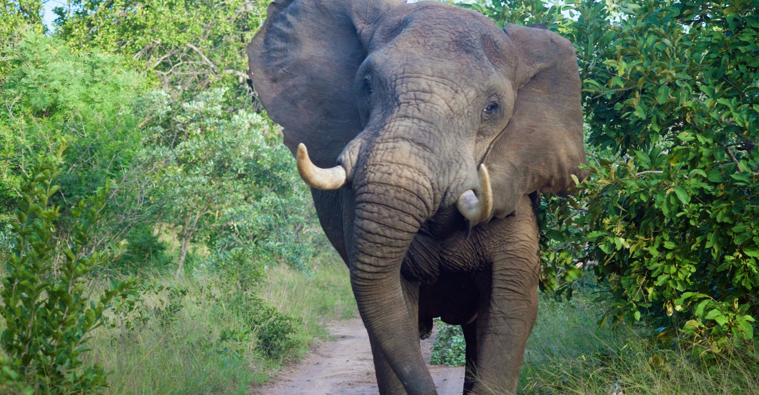 Woman wakes up to find elephant greeting her through hotel window, video shows