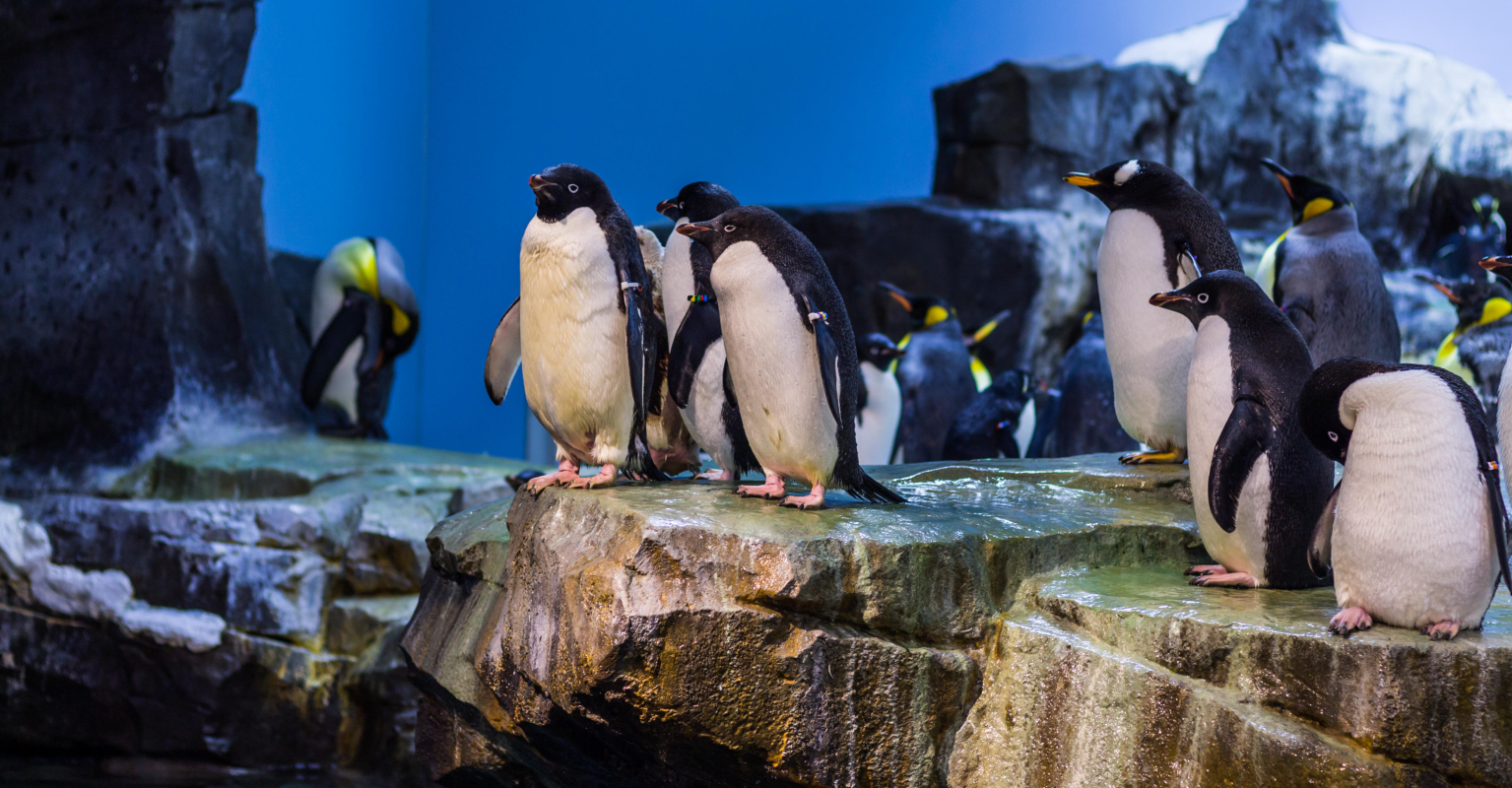 Penguins at aquarium are refusing to eat cheaper fish, video shows