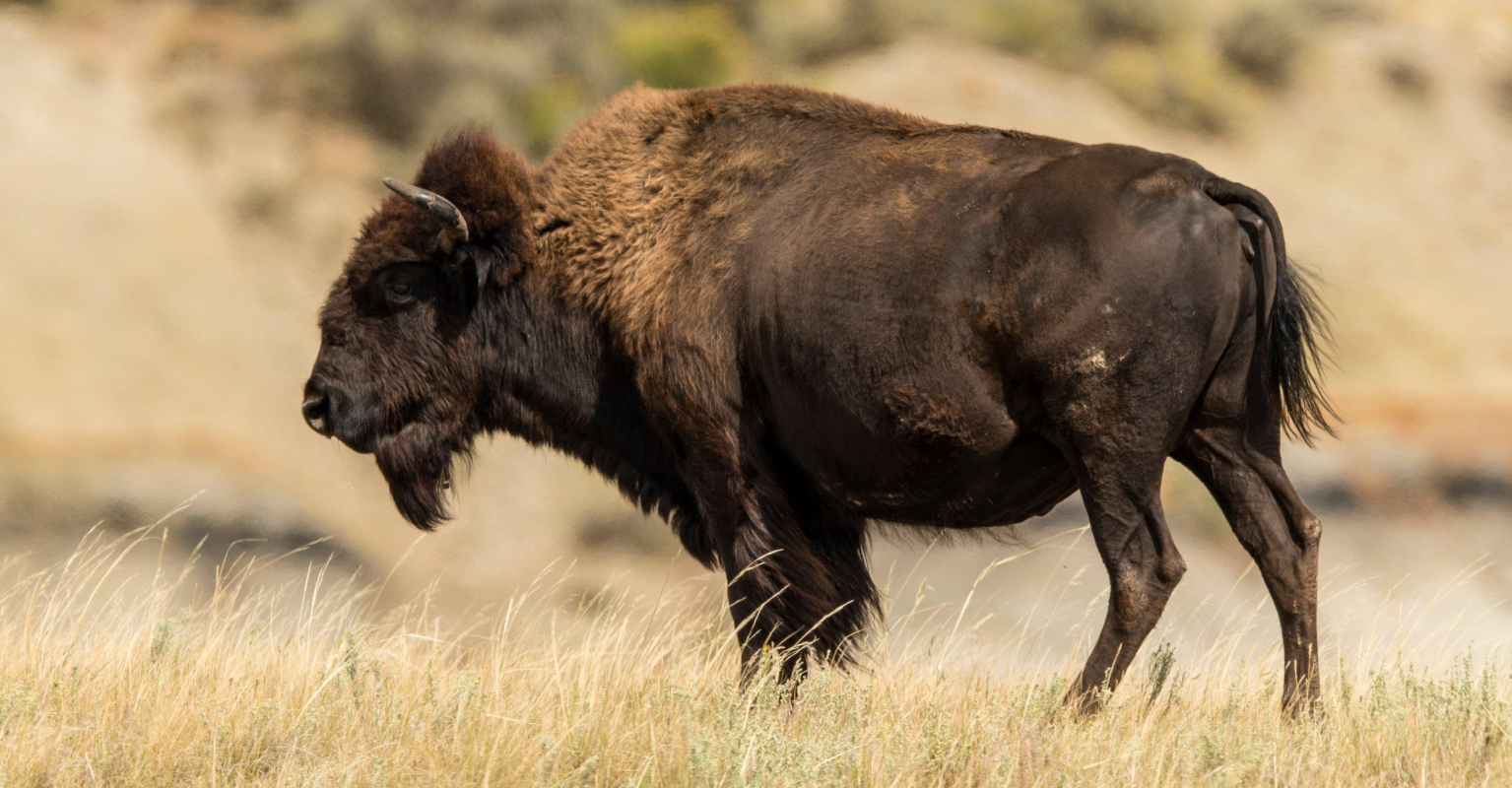 Teenager left fighting for her life after being thrown 15ft by bison