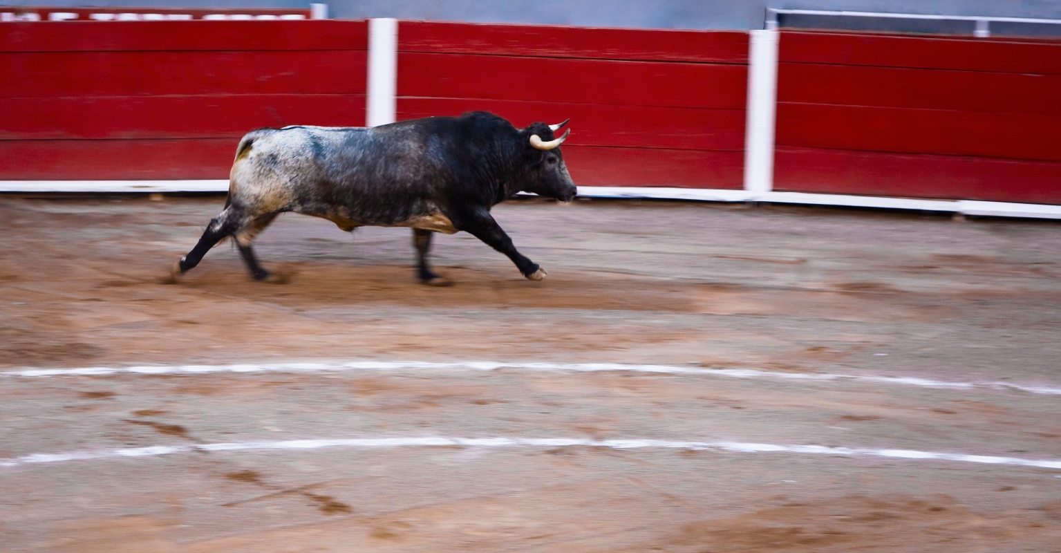 Bull with horns on fire gores man to death after being set alight during Spanish festival