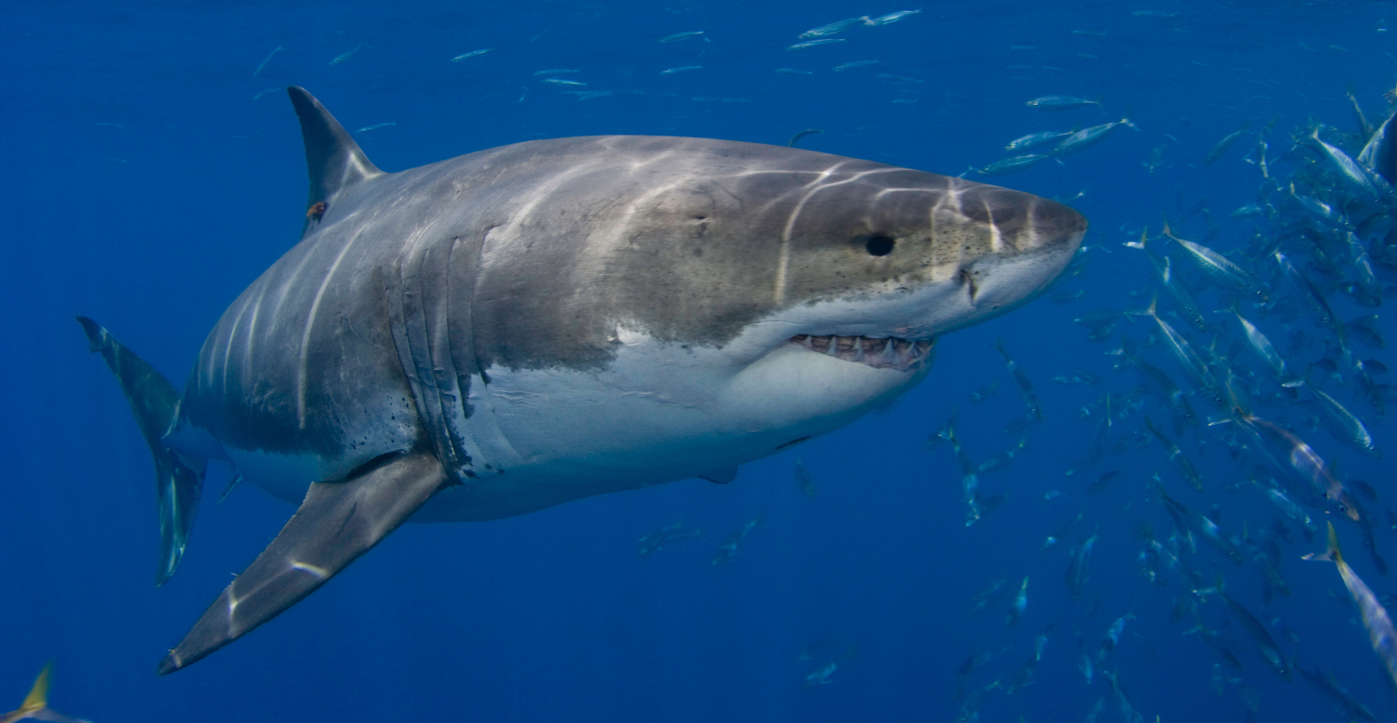 Influencer is investigated by police after cooking and eating great white shark in a video