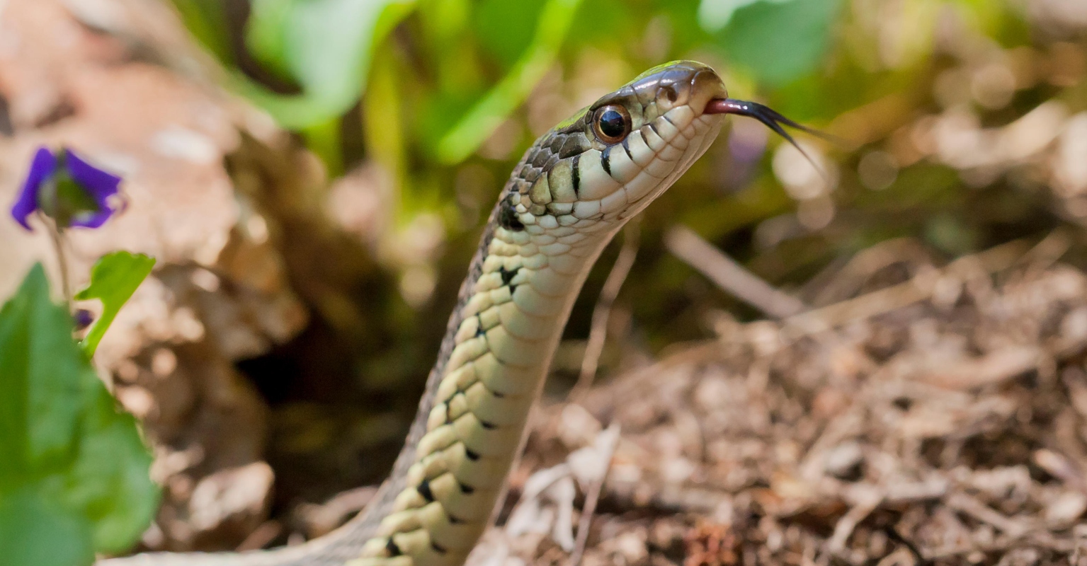 Guy builds machine to help give snakes their legs back