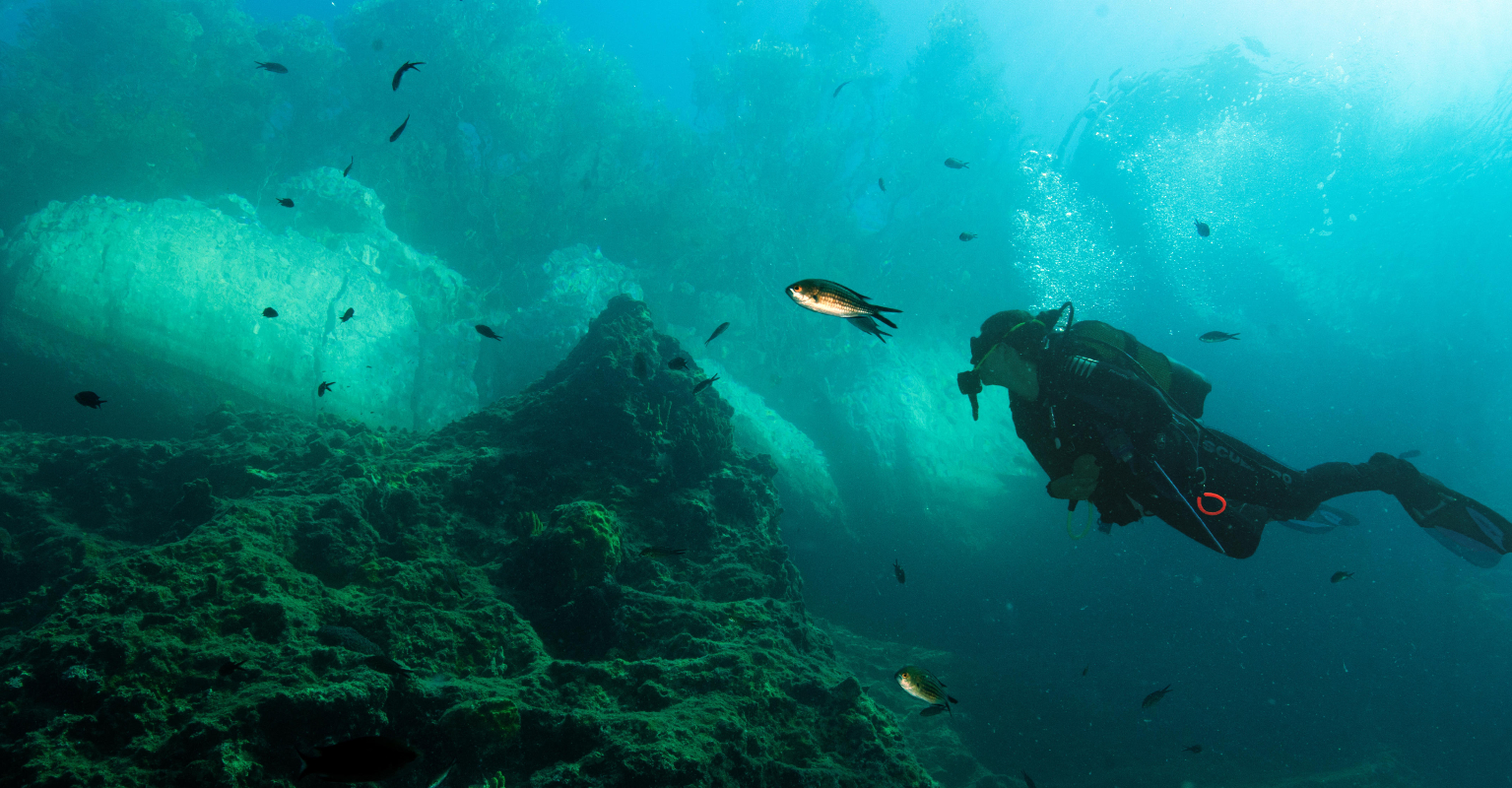 Marine biologist explains why Ariel in 'The Little Mermaid' being Black makes scientific sense