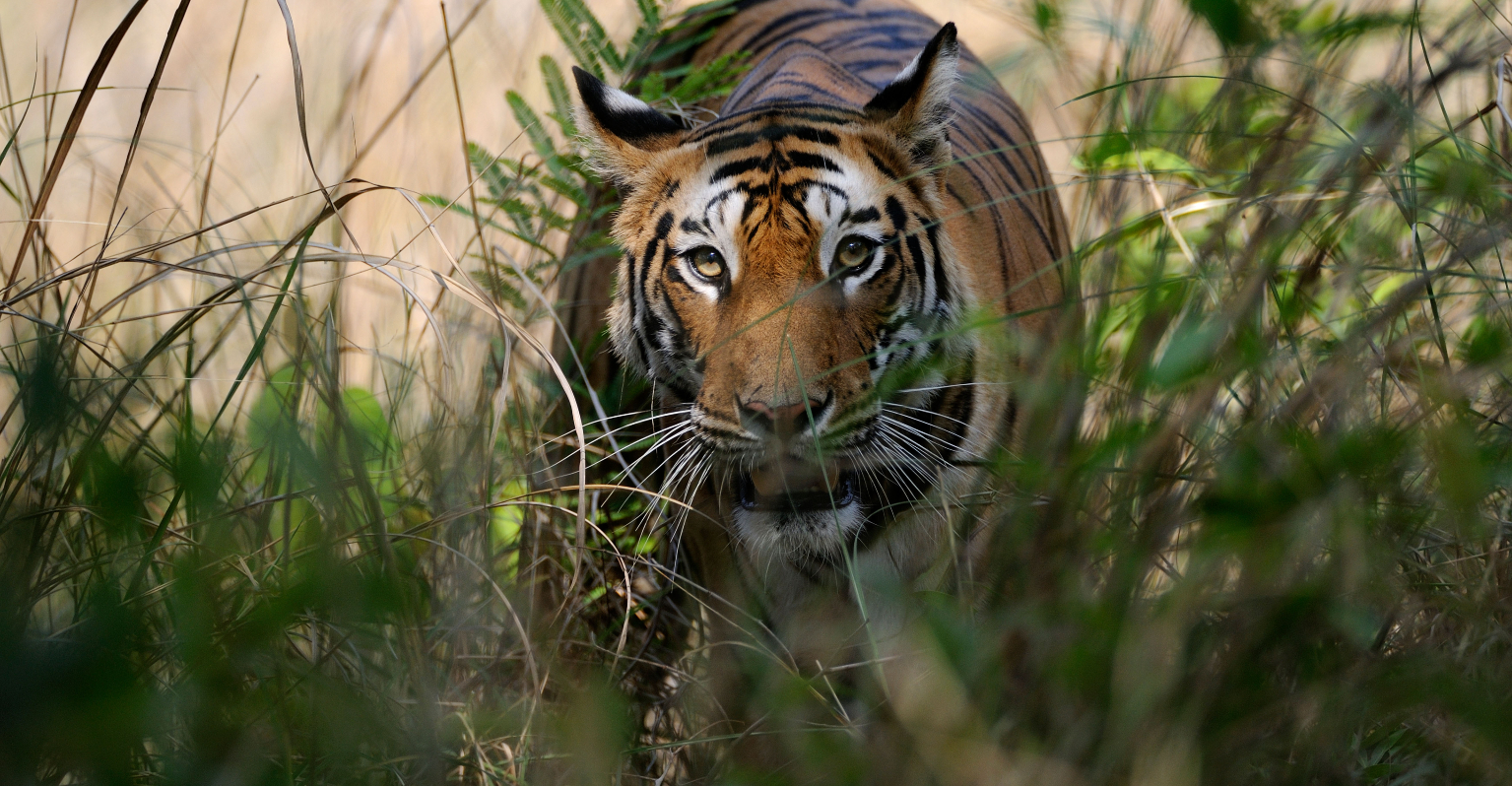 Mom suffers serious injuries after fighting off tiger with bare hands to save her baby