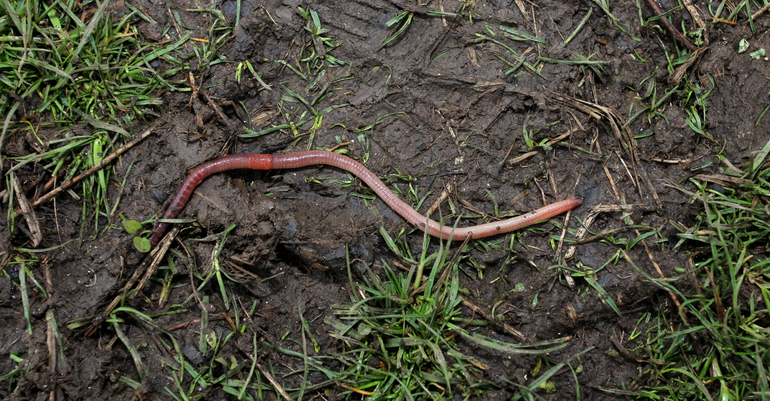 Kid finds meter-long earthworm in his backyard: 'Stuff of nightmares'