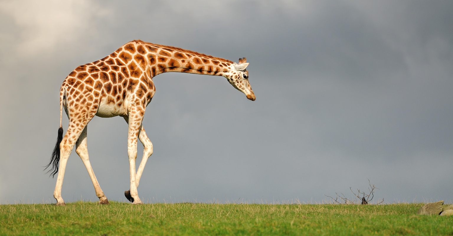 Giraffe kills 16-month-old toddler and critically injures mom at game park