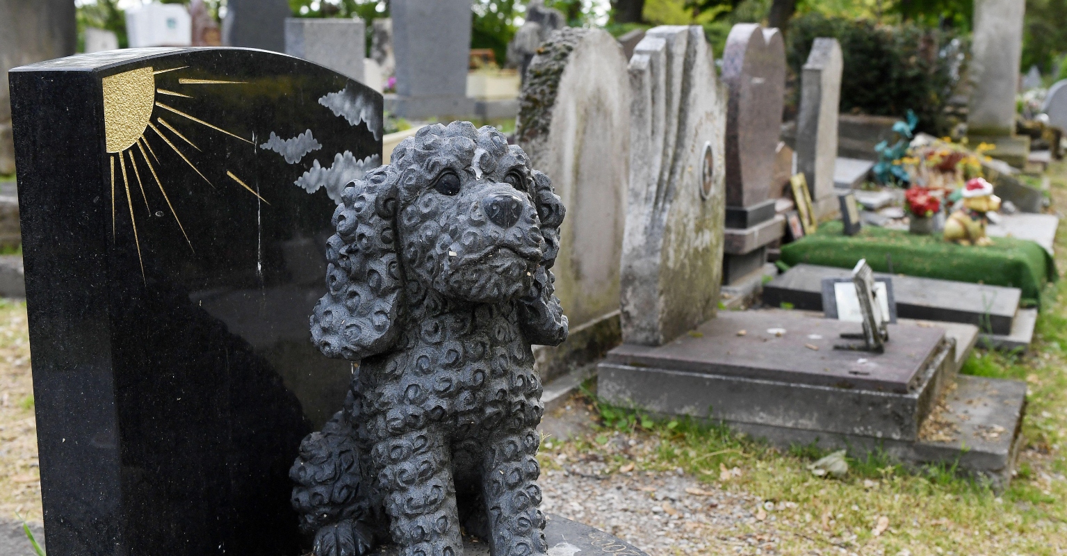 World's oldest dog, Pebbles, dies aged 22