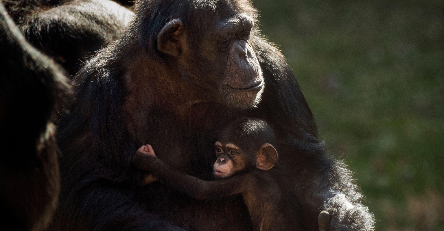 Heartwrenching moment chimpanzee mom is reunited with her newborn