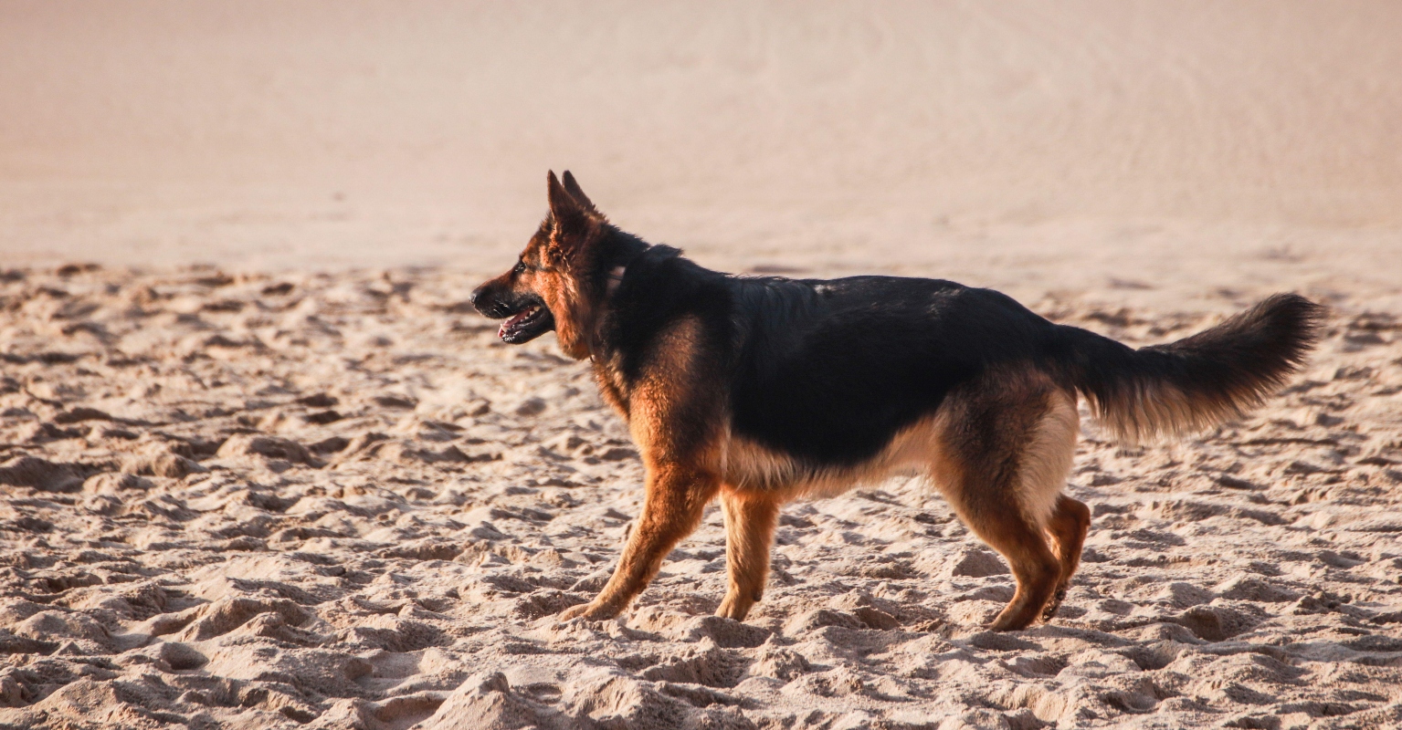 Family's German shepherd saves boy, 6, from potential dog attack