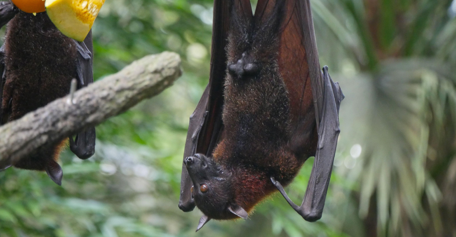 YouTuber reportedly faces years in jail after eating bat on camera