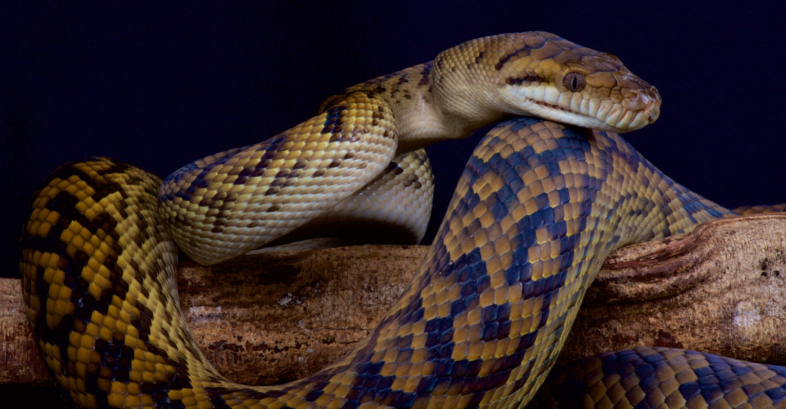 Boy, 5, rescued by grandpa after being bitten, constricted and dragged into pool by python