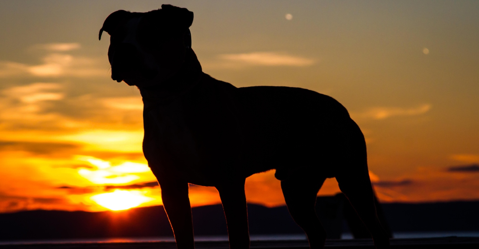 Dog with cancer gets taken to do all her favorite things one final time before she passes