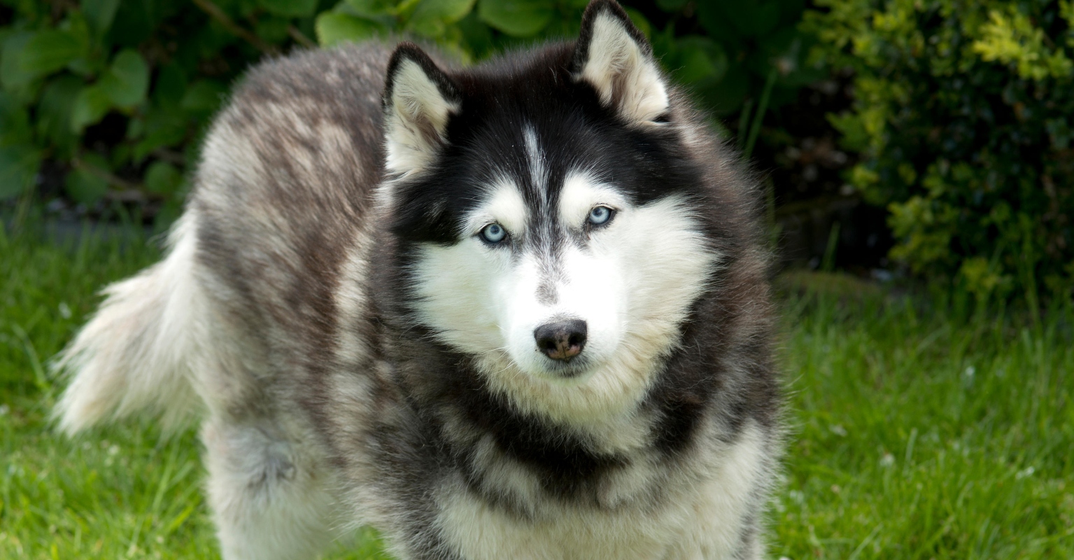 Hunter who killed husky she thought was a baby wolf cited with animal cruelty, per sheriff's office