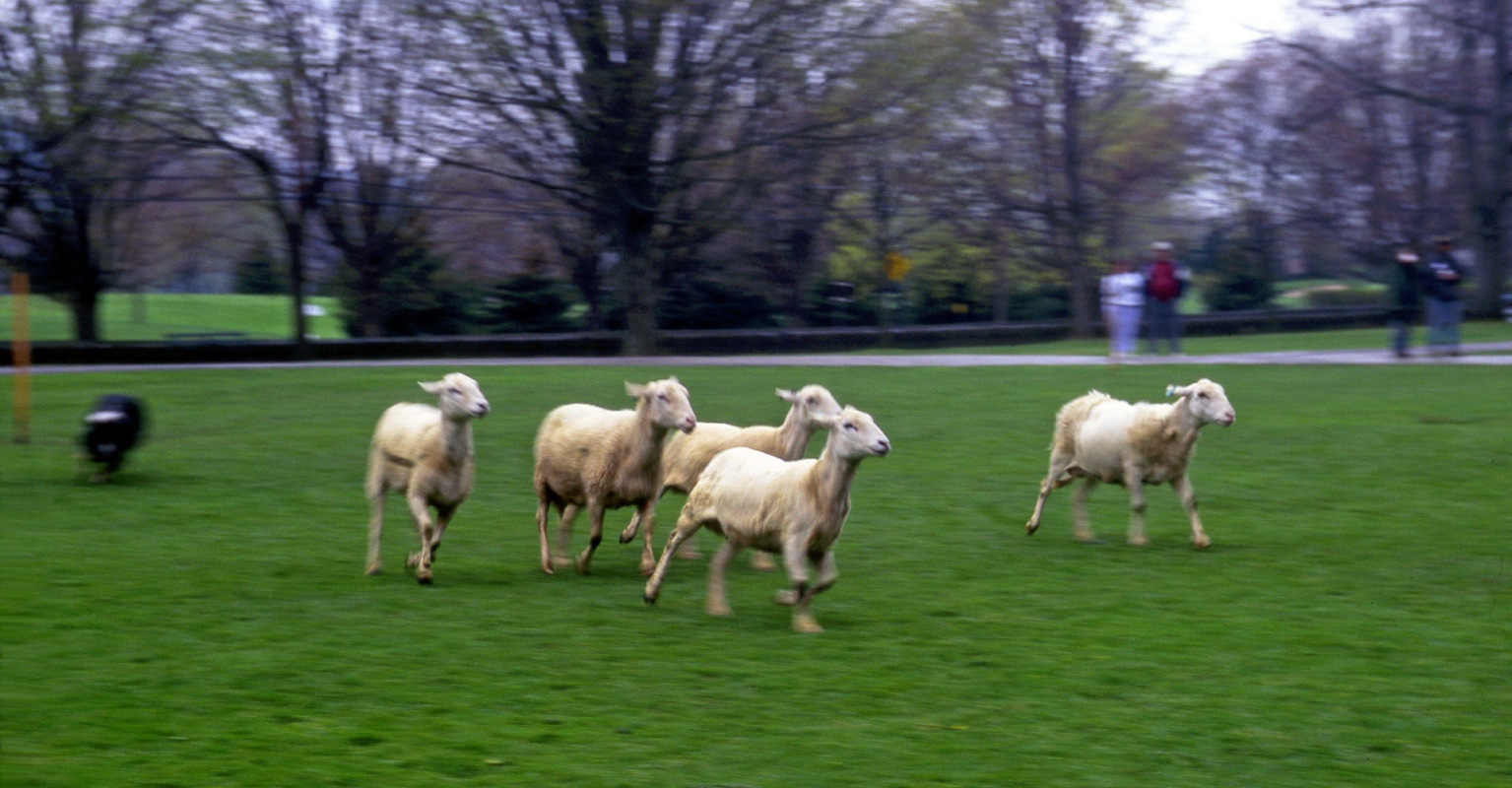 Expert speaks about mystery of sheep 'walking in circle for 12 days'