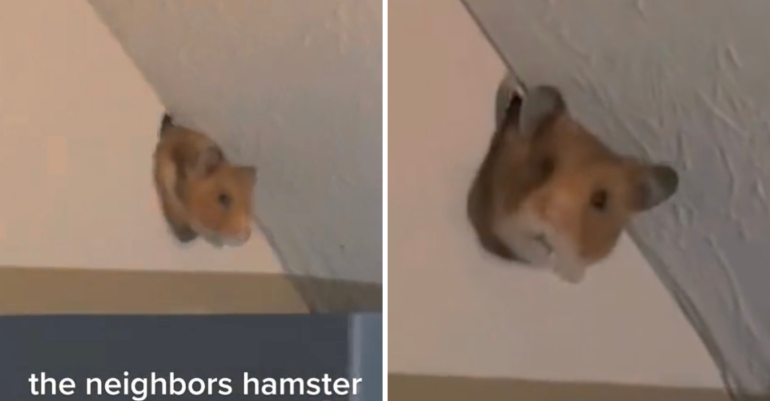 Woman stunned as neighbor's hamster chews through wall into her apartment