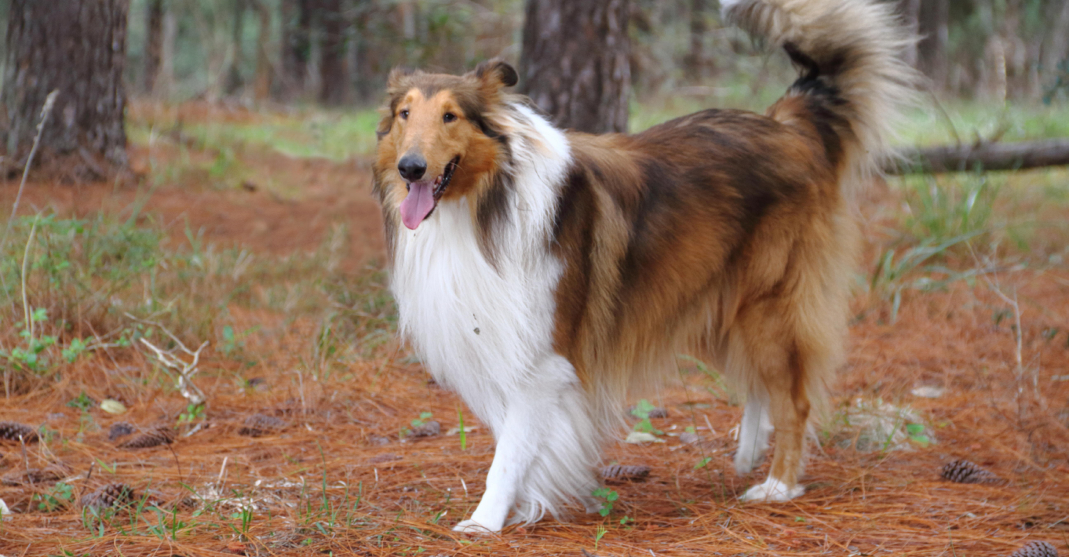 Man who spent $15k to 'become a dog' is worried his friends will think he's weird