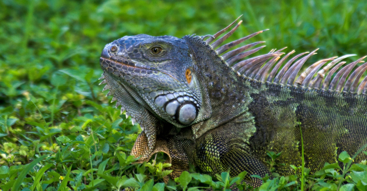 Experts issue warnings for 'falling 5ft lizards' as cold weather batters the US