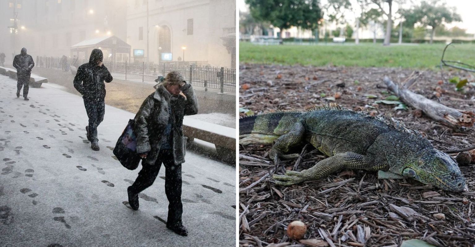 Experts Issue Warnings For 'Falling 5ft Lizards' As Cold Weather