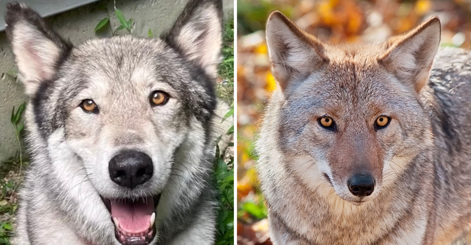 Family Says Its Beloved Dog Was Killed By Deer Hunter After Being ...