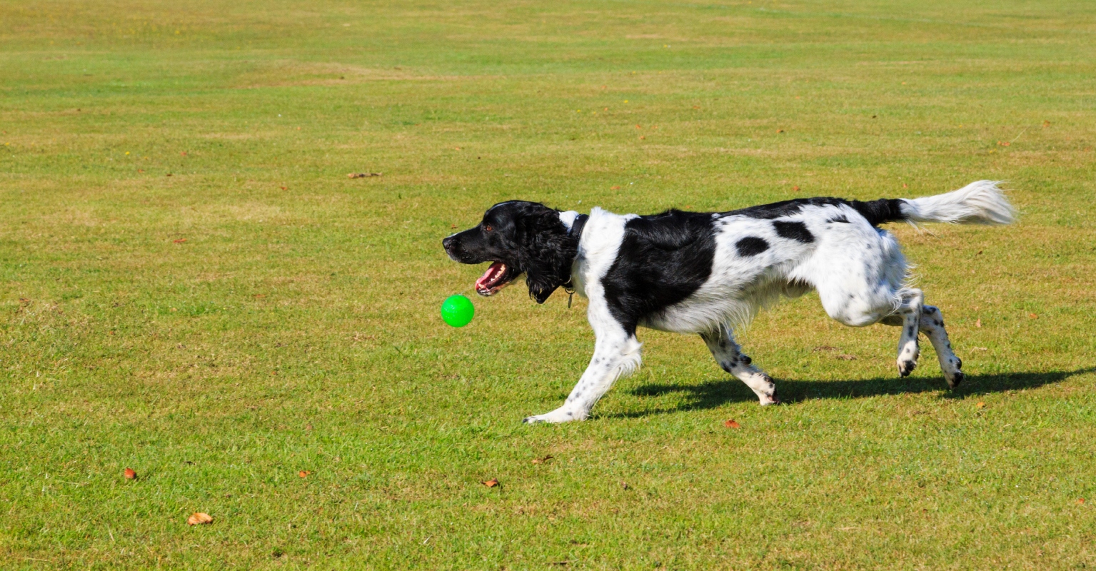 Woman urged to leave boyfriend after she shared footage of him playing with her dog