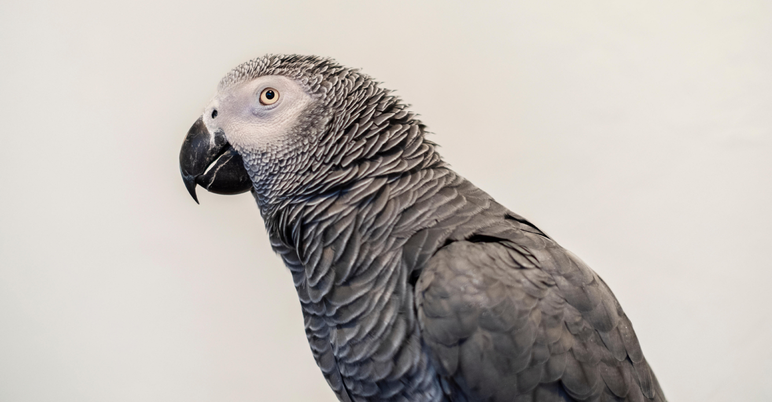 Man's pet parrot kept repeating his chilling 'last words' after reportedly witnessing his murder