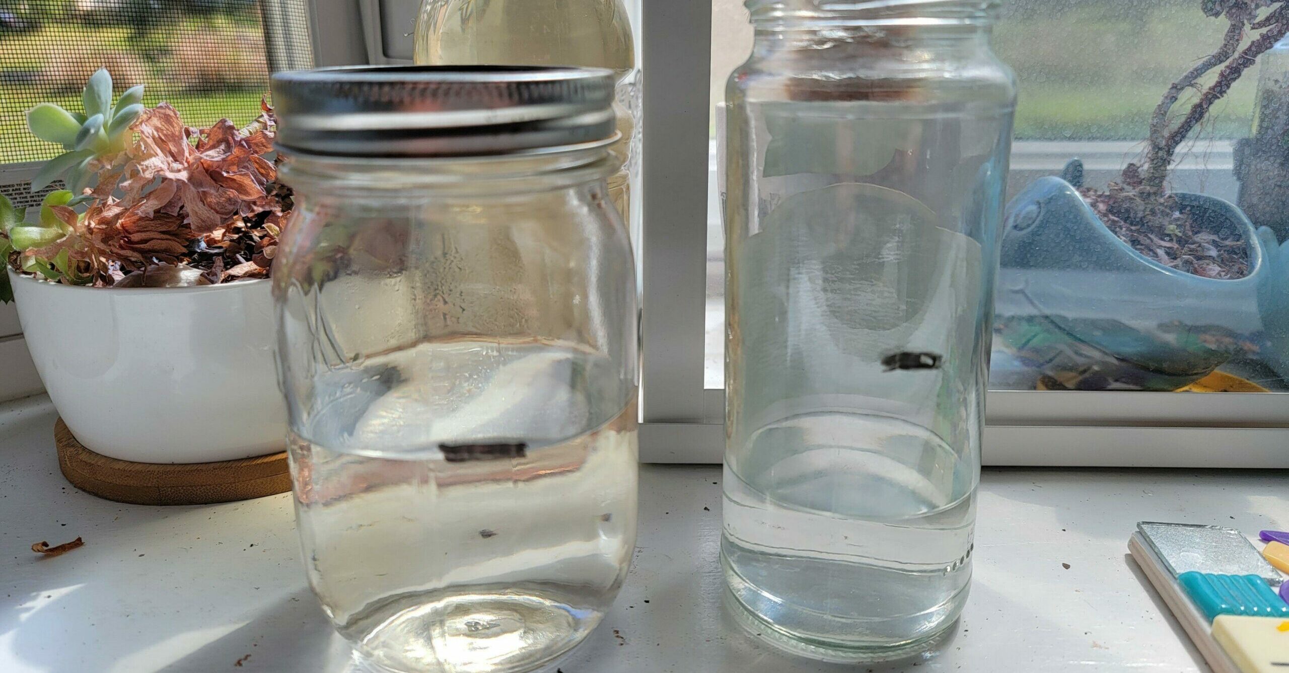 OnlyFans star Elle Brooke sold a tub of spit for over $200