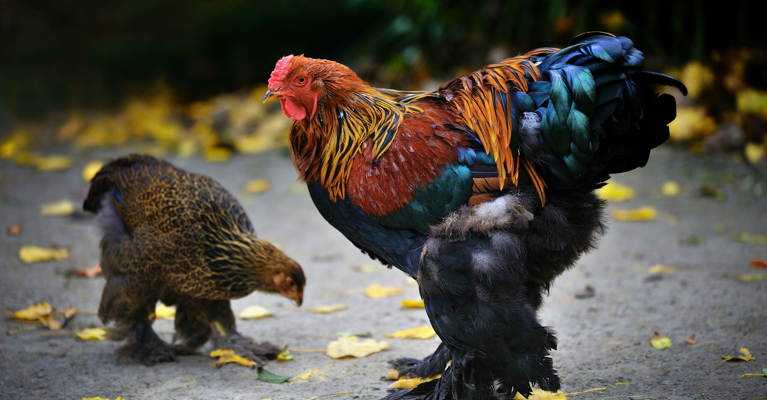 Man, 67, killed by violent chicken