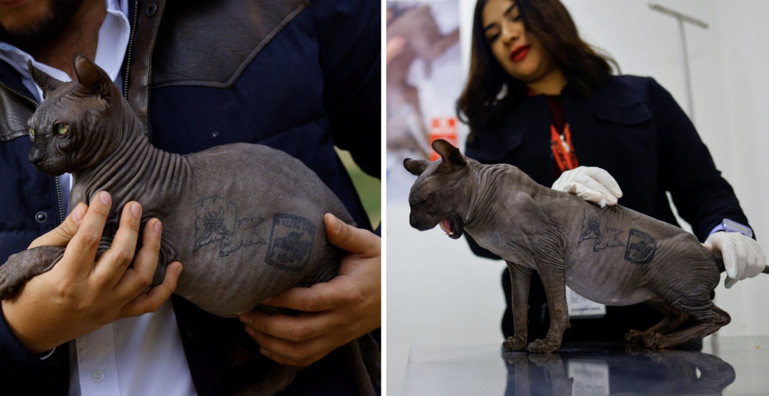 Sphynx Cat Tattooed By Mexican Prisoners Is Rescued And Up For Adoption