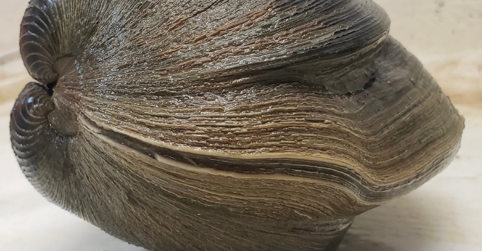 Florida man finds huge clam that is over 200 years old