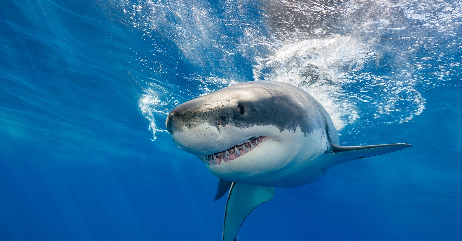 Missing man's body found inside a shark