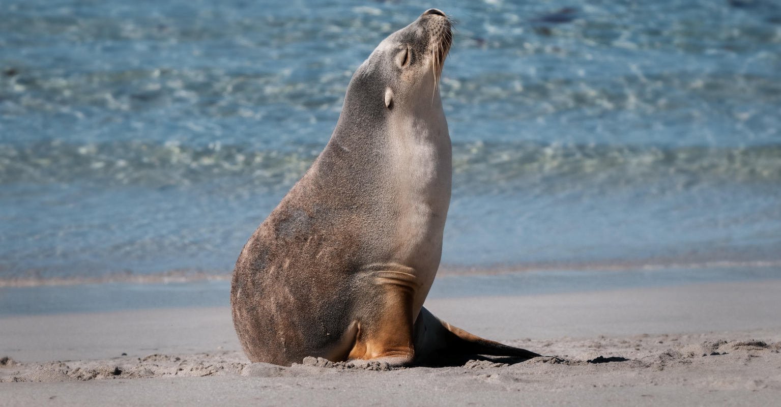 Lifeguard praised after telling girl 'throwing stones at sea lion' to leave the beach