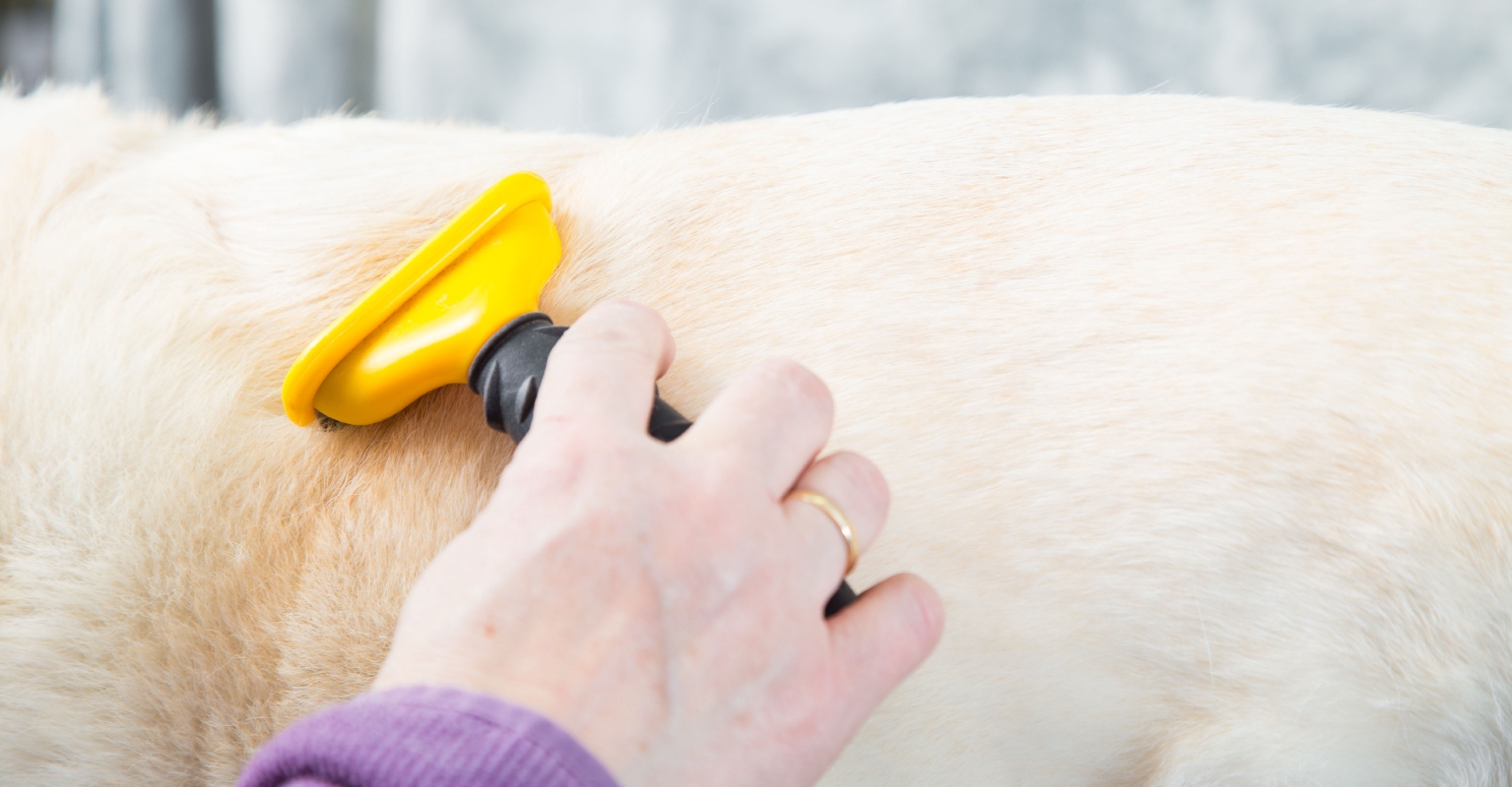 Man tells groomer to 'count your days' as Twitter users say his dog transformed into 'Sid the Sloth'