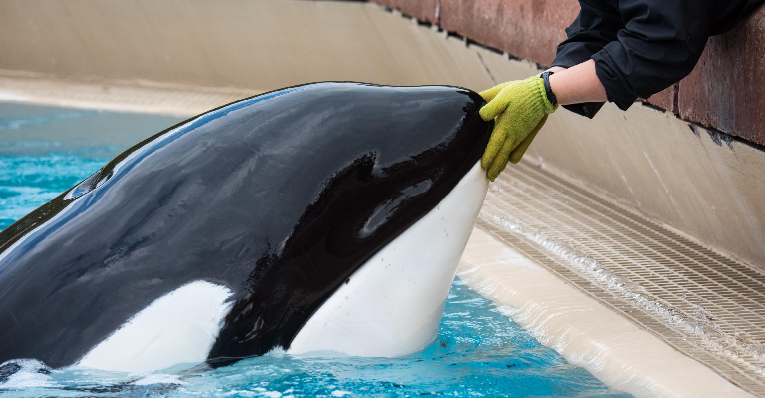 'World's loneliest orca' dies after spending her last few years isolated in cramped tank