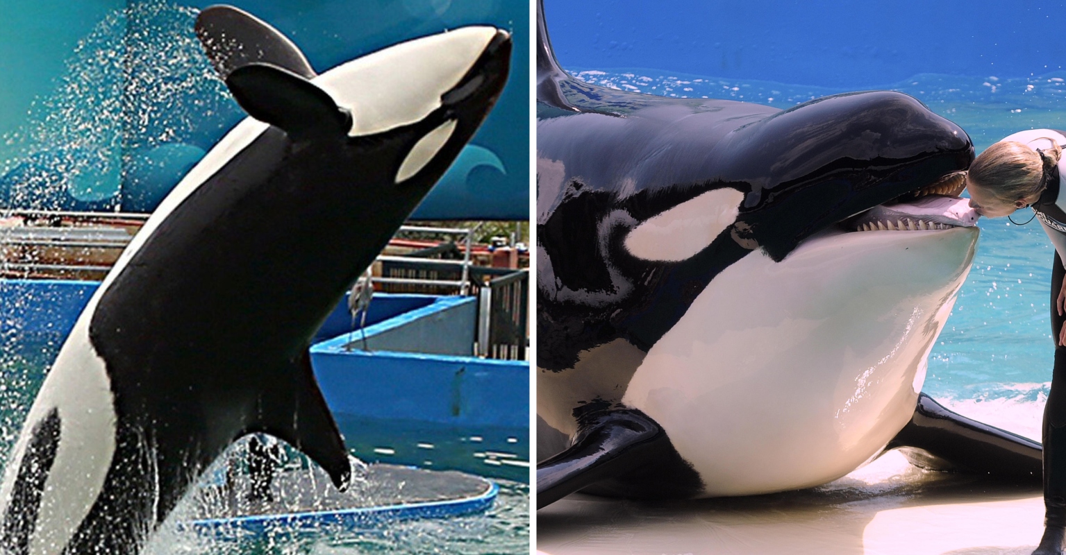 Killer Whale Kept In Captivity For 50 'Miserable' Years To Finally Be Freed