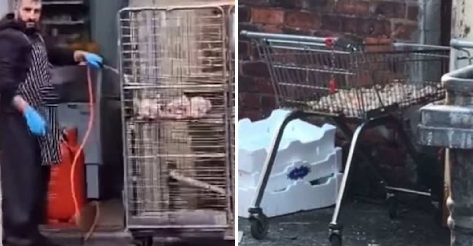 Takeout Restaurant 'Caught Grilling Chicken With Blowtorch' In A